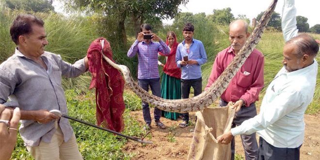 Rescue dragon snake ranthambore Sawai Madhopur