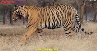 Tiger T 109 Viru died Ranthambore National Park