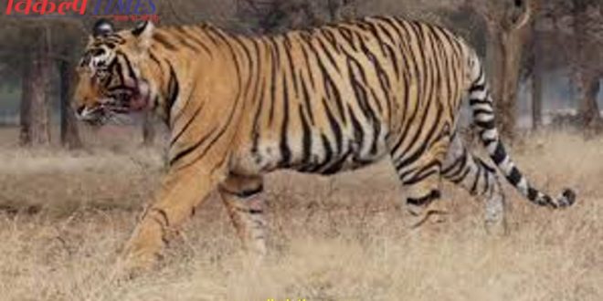 Tiger T 109 Viru died Ranthambore National Park
