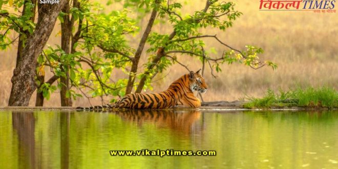 Driver did not give way tiger exit Ranthambore