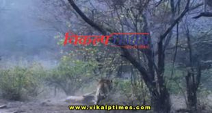 Fight between Tigers tigress Ranthambore national park