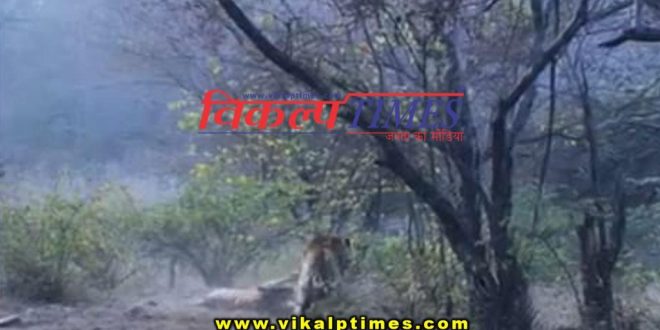 Fight between Tigers tigress Ranthambore national park