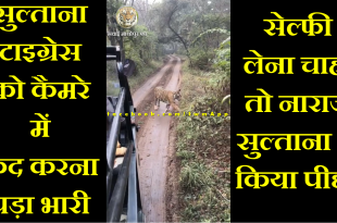 Tigress Chases Tourists During Safari Ride at Ranthambore National Park