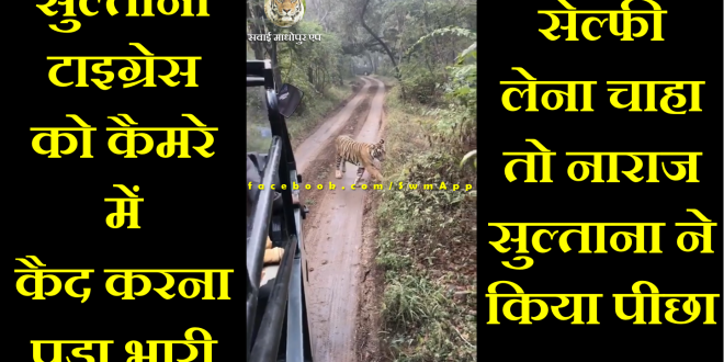 Tigress Chases Tourists During Safari Ride at Ranthambore National Park