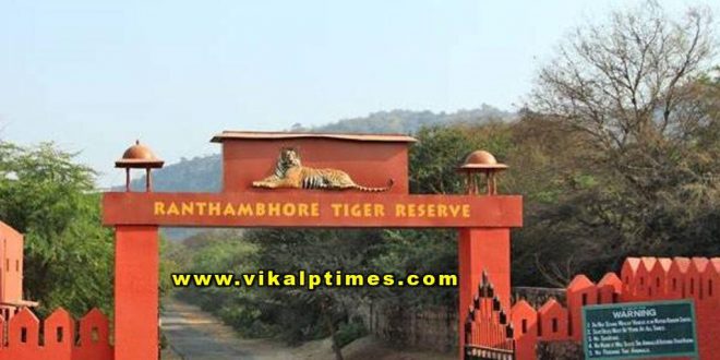 Wildlife animal movement near gas plant in sawai madhopur