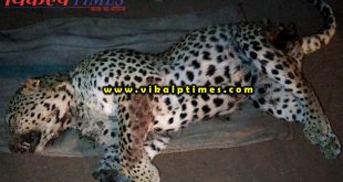 Lepard found dead Ranthambore forest area