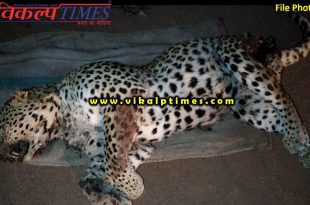Lepard found dead Ranthambore forest area