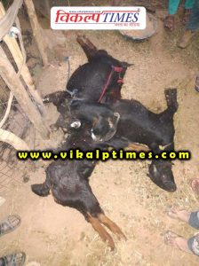 3 goats killed due breaking 11 KV line