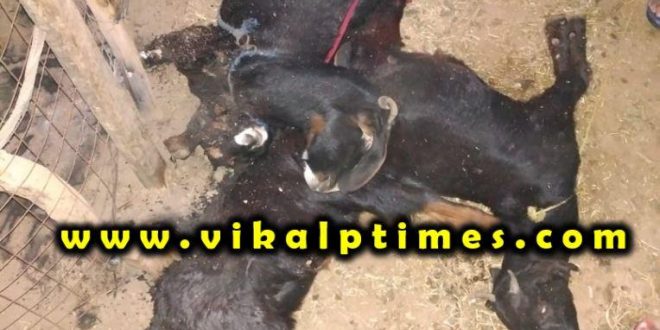 3 goats killed due breaking 11 KV line