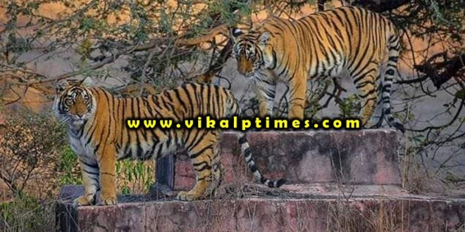 Corona virus affects Ranthambore National Park tourists booking cancel