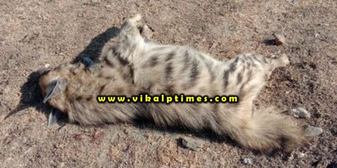 Dead body found mutilated condition