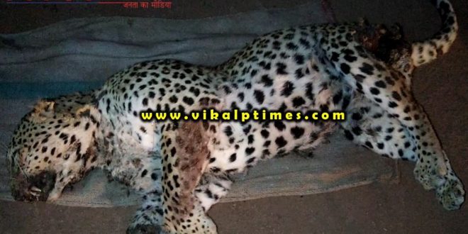 Dead body female panther found sewer Ranthambore Sawai Madhopur