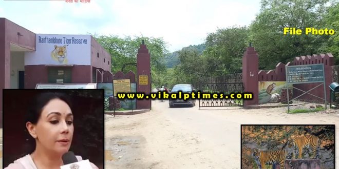MP Diya Kumari expressed concern plight tigers Ranthambore