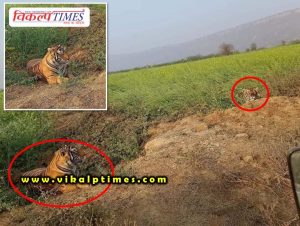 Movement 2 tigers seen mustard fields Khandar Sawai Madhopur