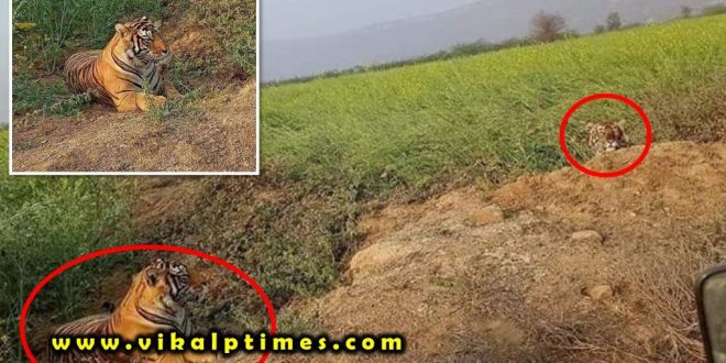 Movement 2 tigers seen mustard fields Khandar Sawai Madhopur