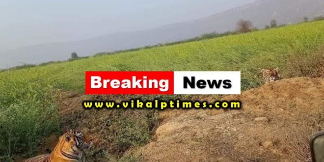 Tiger reached population area Ranthambore