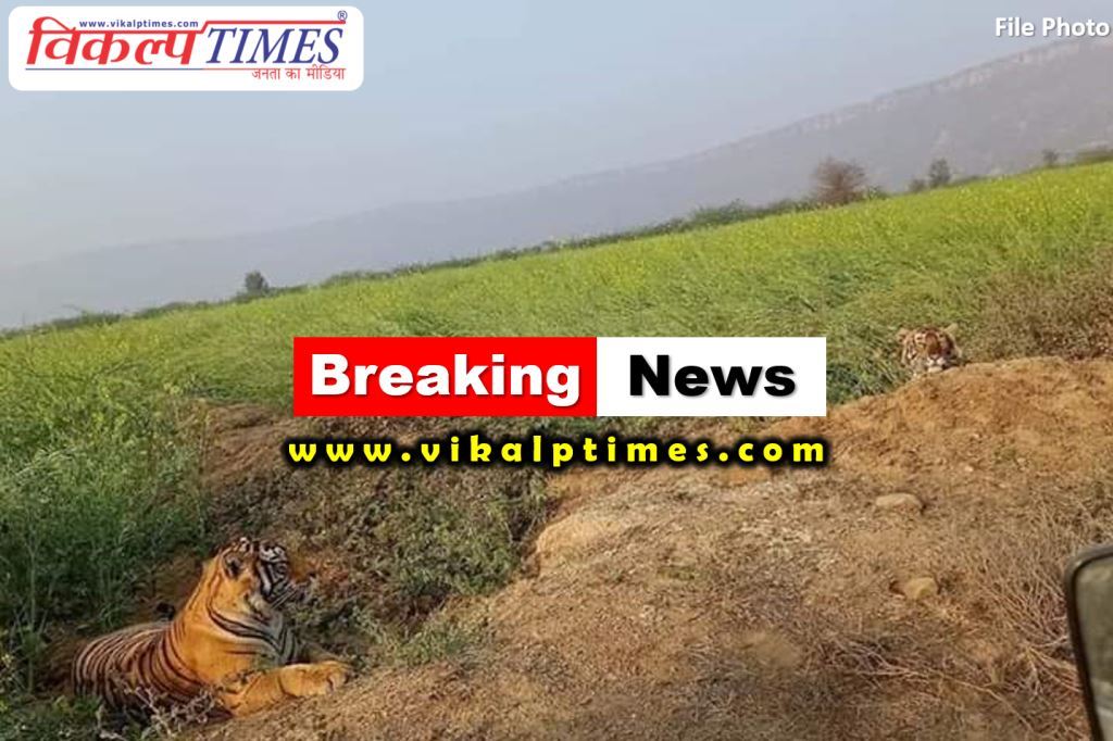 Tiger reached population area from Ranthambore sanctuary