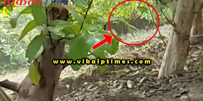 Tigress Sultana came out forest Ranthambore