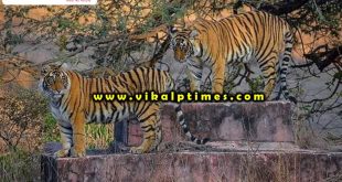 Tigress sighting ranthambore national park