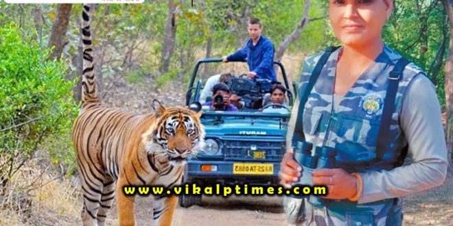 sawai madhopur lady nature guide suraj bai in ranthambore national park tiger