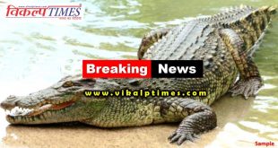 Crocodile reached populated area Ranthambore Sanctuary