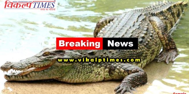 Crocodile reached populated area Ranthambore Sanctuary
