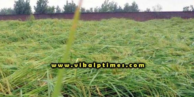 rain crop loss Sawai Madhopur