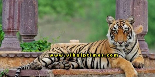 Machli Award given wildlife conservation Rajasthan