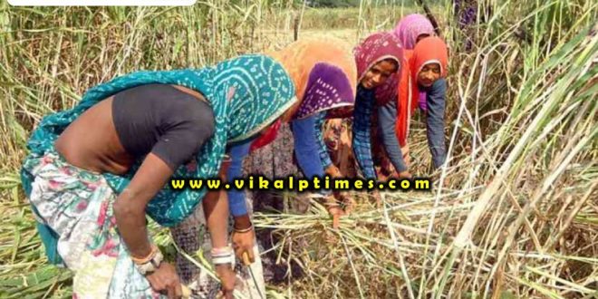 Necessary guidelines issued regarding harvesting corona virus update