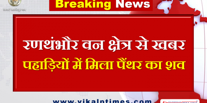 News Ranthambore forest area, Panther dead body found hills