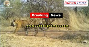 tigress T-94 gives birth cub ranthambore national park