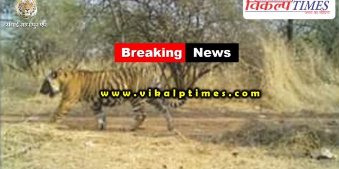 tigress T-94 gives birth cub ranthambore national park