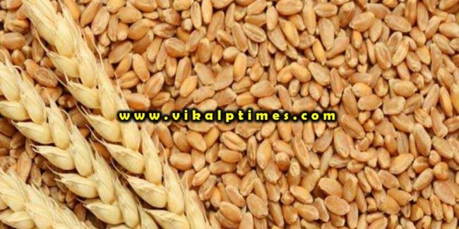 Free distribution wheat beneficiaries food security scheme