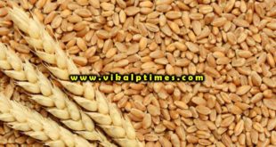 Wheat procurement district April 25