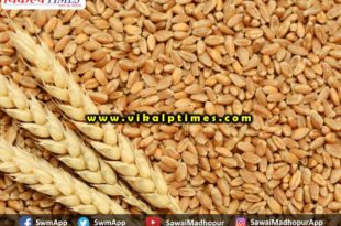 Wheat procurement district April 25