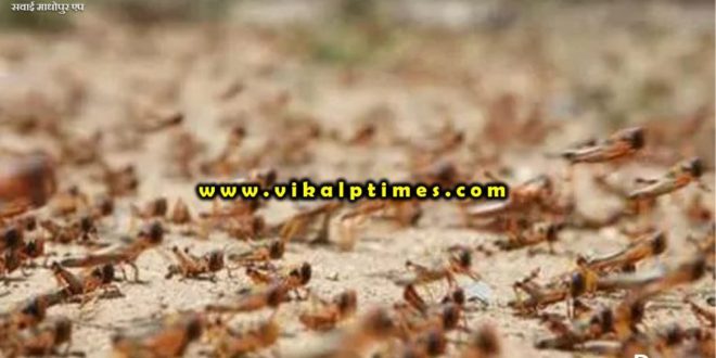Instructions issued for locust control in Sawai madhopur Rajasthan