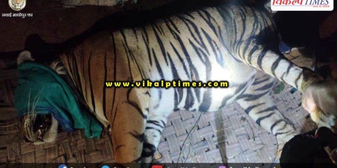 Male tiger-104's radio collar dismantled left enclosure