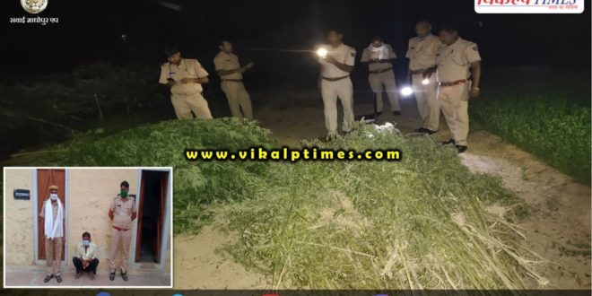 Police arretsed accused farming trading hemp