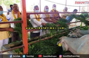 Serving green fodder cows behalf Shiv Mandir Trust