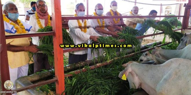 Serving green fodder cows behalf Shiv Mandir Trust