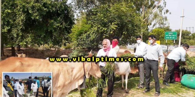 Corona awareness campaign, fed green fodder cows
