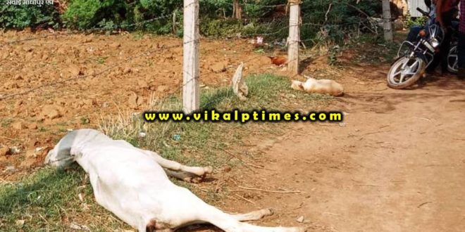 Cow's calf and three dogs died current pole