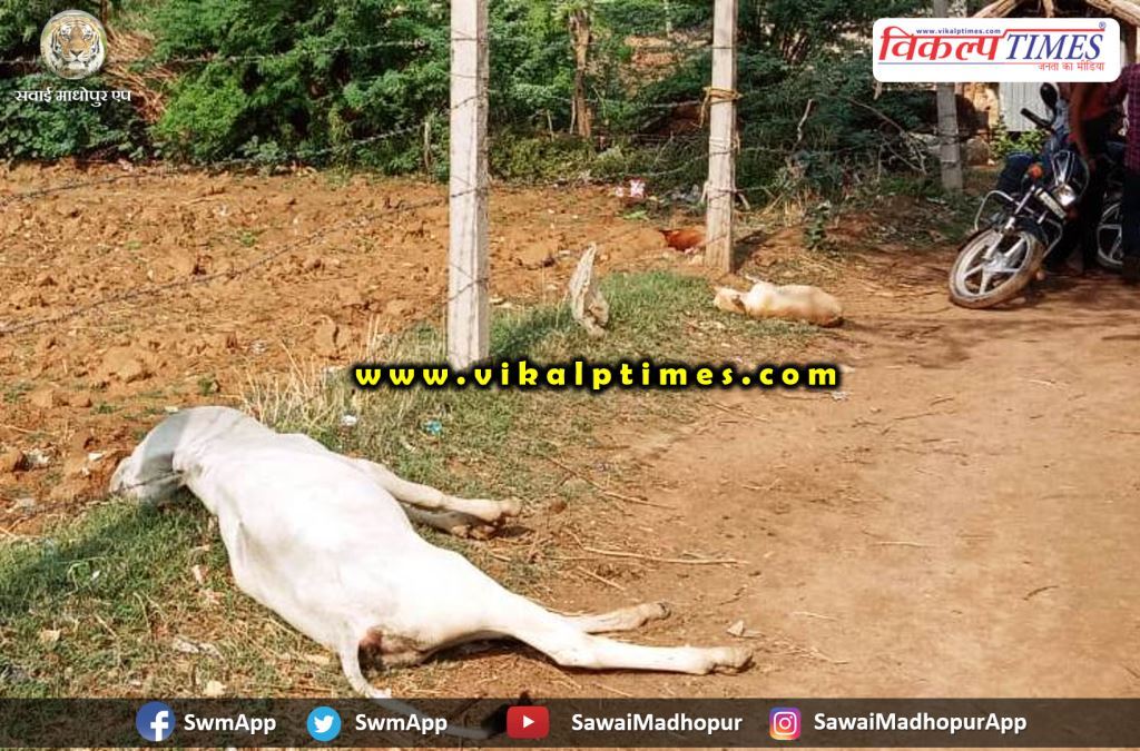 Cow's calf and three dogs died current pole