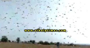 Locust team attacked Bonli Sawai Madhopur Rajasthan