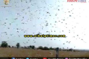 Locust team attacked Bonli Sawai Madhopur Rajasthan