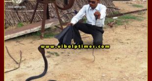 Lokesh rescues snakes and leaves them in the forest Ranthambore Sawai madhopur