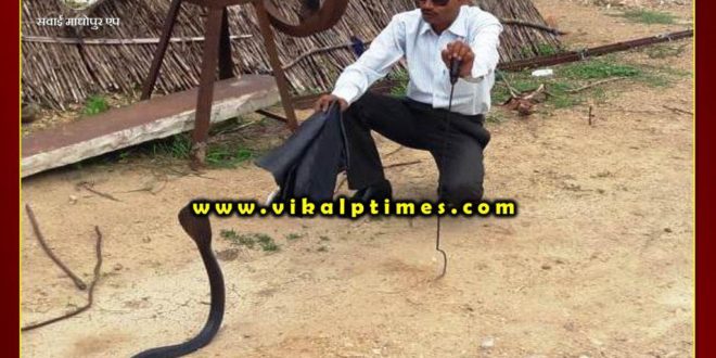 Lokesh rescues snakes and leaves them in the forest Ranthambore Sawai madhopur