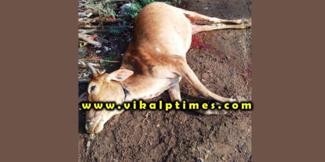 Panther hunted cow Sawai Madhopur