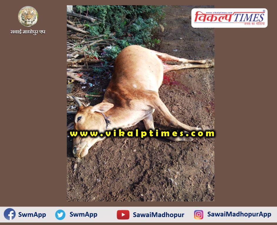 Panther hunted cow Sawai Madhopur