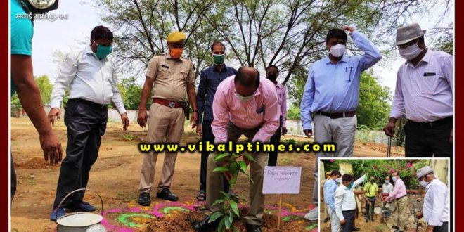 Plantation done by District Collector Sawai madhopur